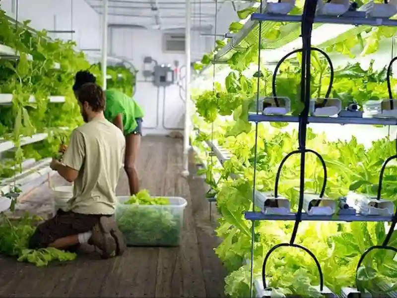 Two people harvesting leafy greens inside a clean, vertical hydroponic farm built within a shipping container.