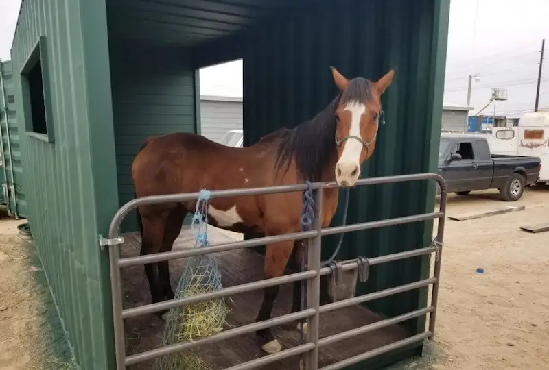 Brown horse standing inside a green modified shipping container stall with a front metal gate and hay net for feed.