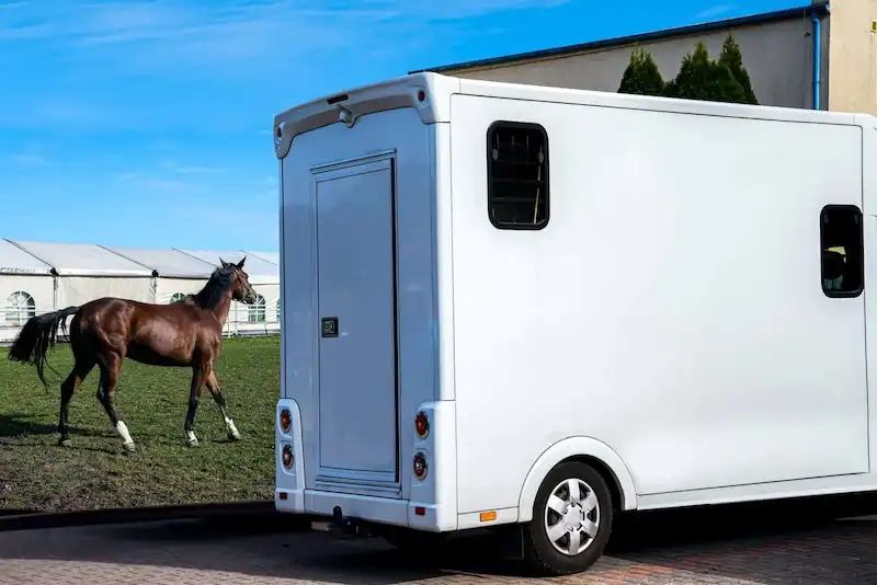 Brown horse walking past a modern white horse trailer, illustrating equestrian transport and shelter needs.
